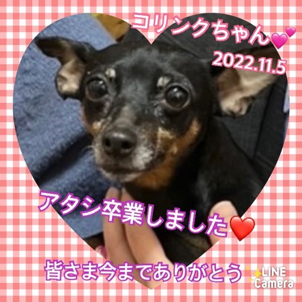 【運命の赤い糸見～つけた💓ミニチュアピンシャーのコリンクちゃん💕】2022,11,5